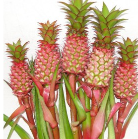 <h4>ANANAS BRS ANAUE</h4>