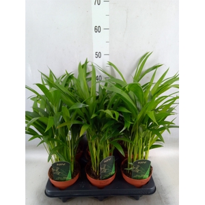 Dypsis lutescens   ...Chrysalidoca