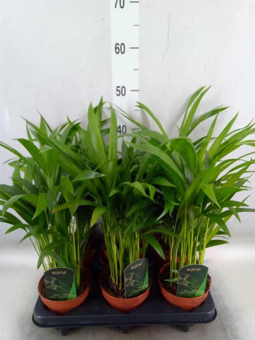 <h4>Dypsis lutescens   ...Chrysalidoca</h4>