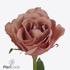 Rosa large moccachino