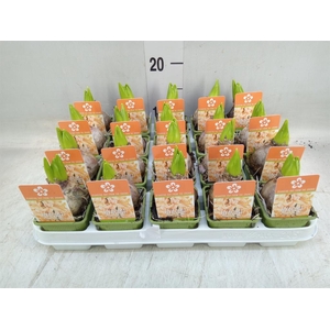 Hyacinthus orie. 'Gipsy Queen'