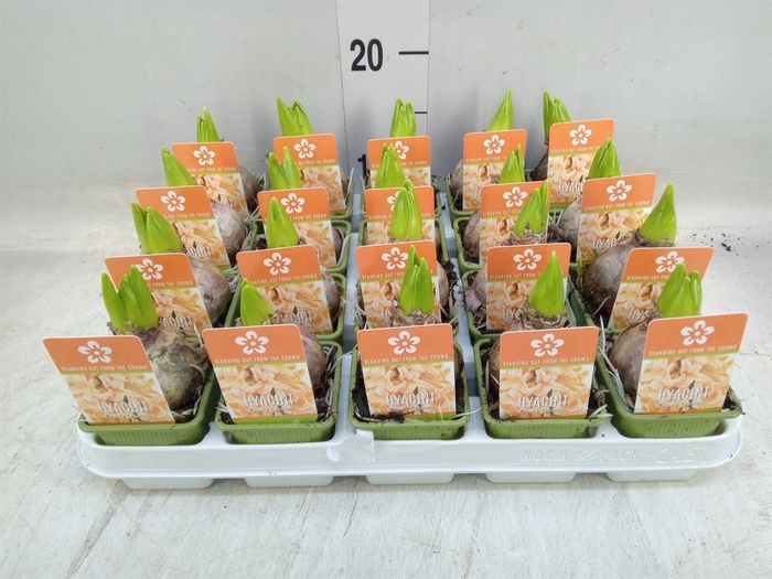 <h4>Hyacinthus orie. 'Gipsy Queen'</h4>