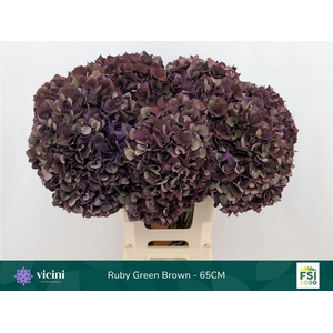 Hydrangea mag ruby red classic purple