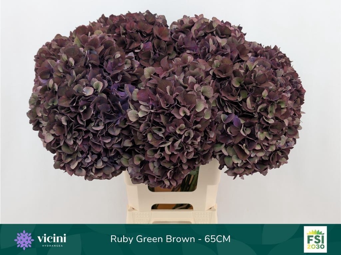 <h4>Hydrangea mag ruby red classic purple</h4>