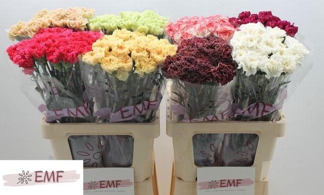 <h4>Di St Gem In Fust</h4>