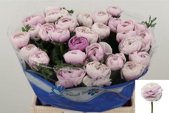 <h4>RAN SU RENOIR</h4>