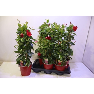 Mande Rio Grande Red