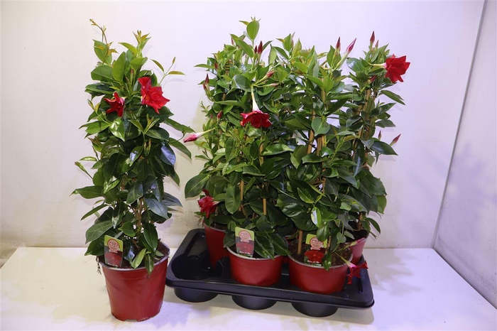 <h4>Mande Rio Grande Red</h4>