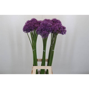 ALLIUM GLADIATOR,