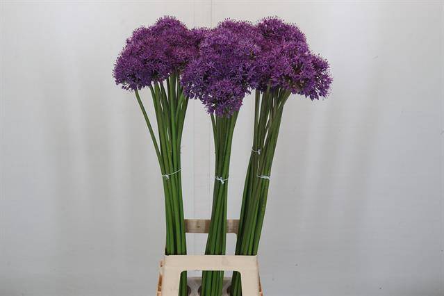 <h4>ALLIUM GLADIATOR,</h4>