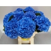 Hydrangea royal parade