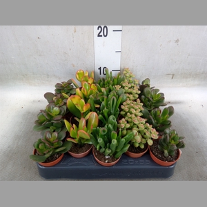 Crassula   ...mix