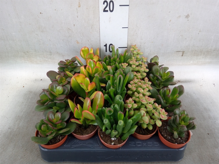 <h4>Crassula   ...mix</h4>
