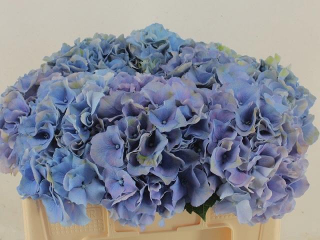 <h4>HYDR M ROY PALACE</h4>