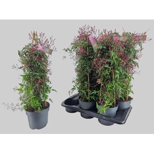 JASM POLYANTHUM RZ