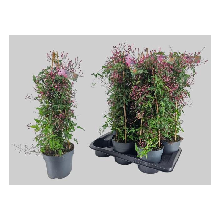 <h4>JASM POLYANTHUM RZ</h4>