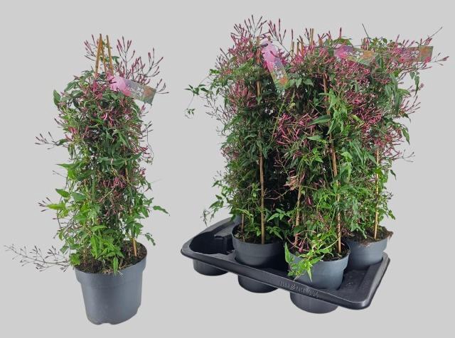 <h4>JASM POLYANTHUM RZ</h4>