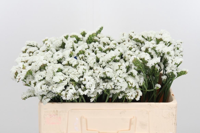 <h4>Limonium St Wit</h4>