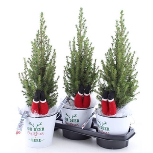 PICEA GL PERFECTA