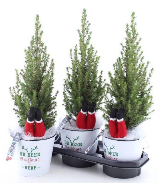 <h4>PICEA GL PERFECTA</h4>