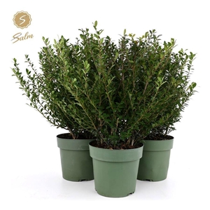 Ilex crenata 'Jenny'® P21