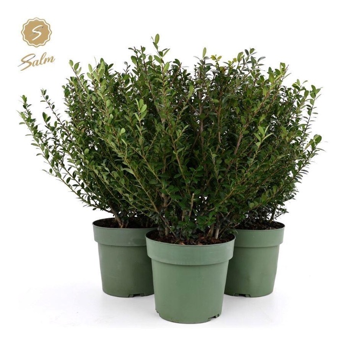 <h4>Ilex crenata 'Jenny'® P21</h4>