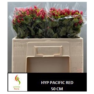 HYP PACIFIC RED