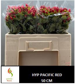 HYP PACIFIC RED