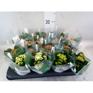 Kalanchoe blos. 'RosDon Collection'