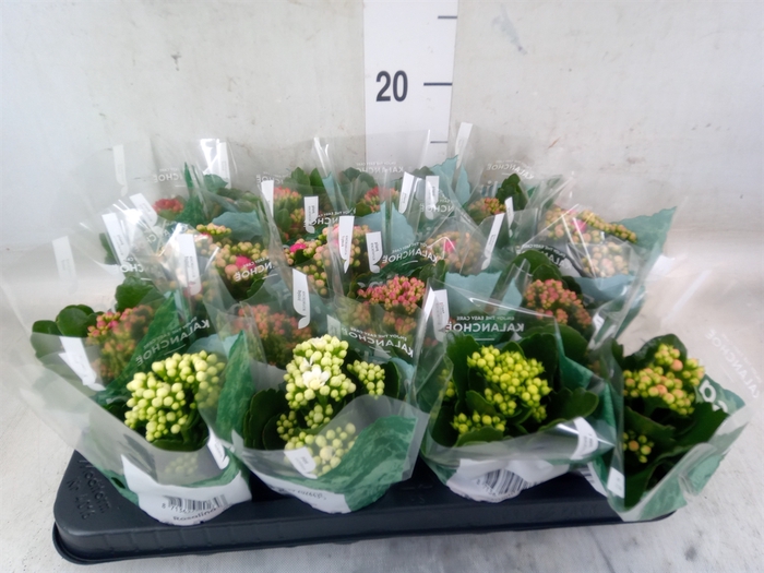 <h4>Kalanchoe blos. 'RosDon Collection'</h4>