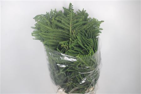 <h4>Auracaria Per Bunch</h4>