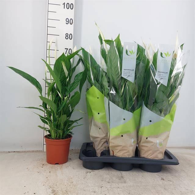 <h4>SPATH VIVALDI</h4>