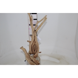 TRONCOS SECOS DE WAX FLOWER PP