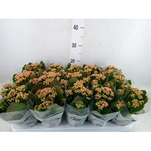 Kalanchoe  'MoreFlow Lillian'