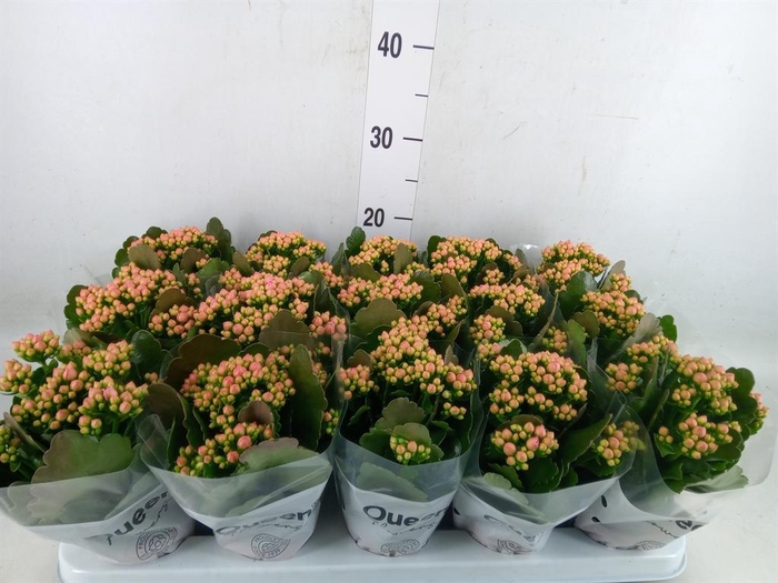 <h4>Kalanchoe  'MoreFlow Lillian'</h4>