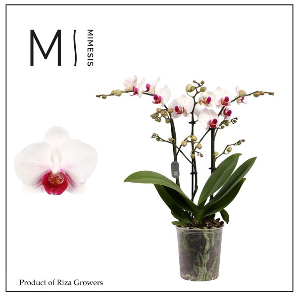 <h4>Mimesis Phal. Safe Haven - 3 spike 12cm</h4>