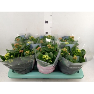 Kalanchoe blos.   ..rosebud mix/pot