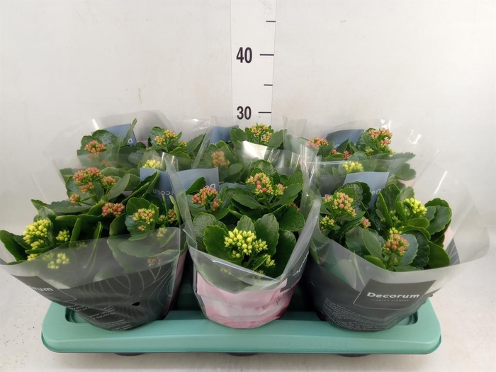 <h4>Kalanchoe blos. ..rosebud mix/pot</h4>