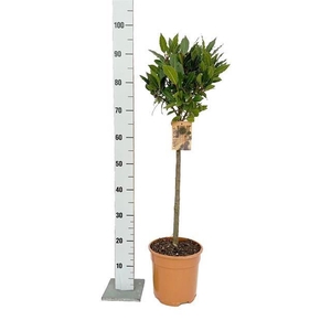 Laurus nobilis overig.