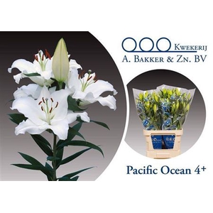 Li Or Pacific Ocean 4+