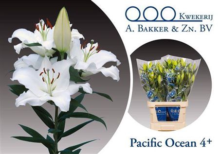 <h4>Li Or Pacific Ocean 4+</h4>