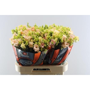 Eust E Falda Apricot