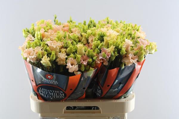 <h4>Eust E Falda Apricot</h4>