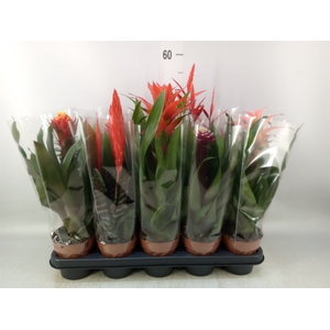 Bromelia   ...mix
