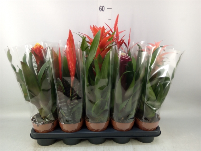 <h4>Bromelia   ...mix</h4>