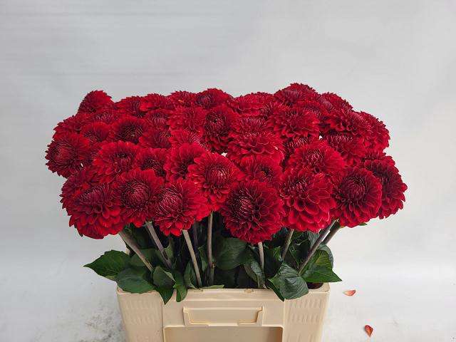 <h4>DAHL RED FOX</h4>