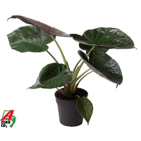 <h4>Alocasia wentii</h4>