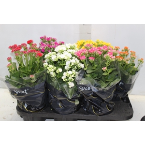 KALANCHOE DOBRADO P15