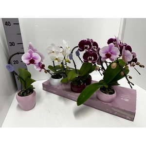 Phalaenopsis Elegant Swan 7Ø 35cm 1st 7fl