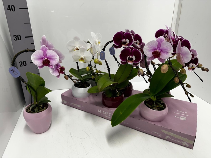 Phalaenopsis Elegant Swan 7Ø 35cm 1st 7fl